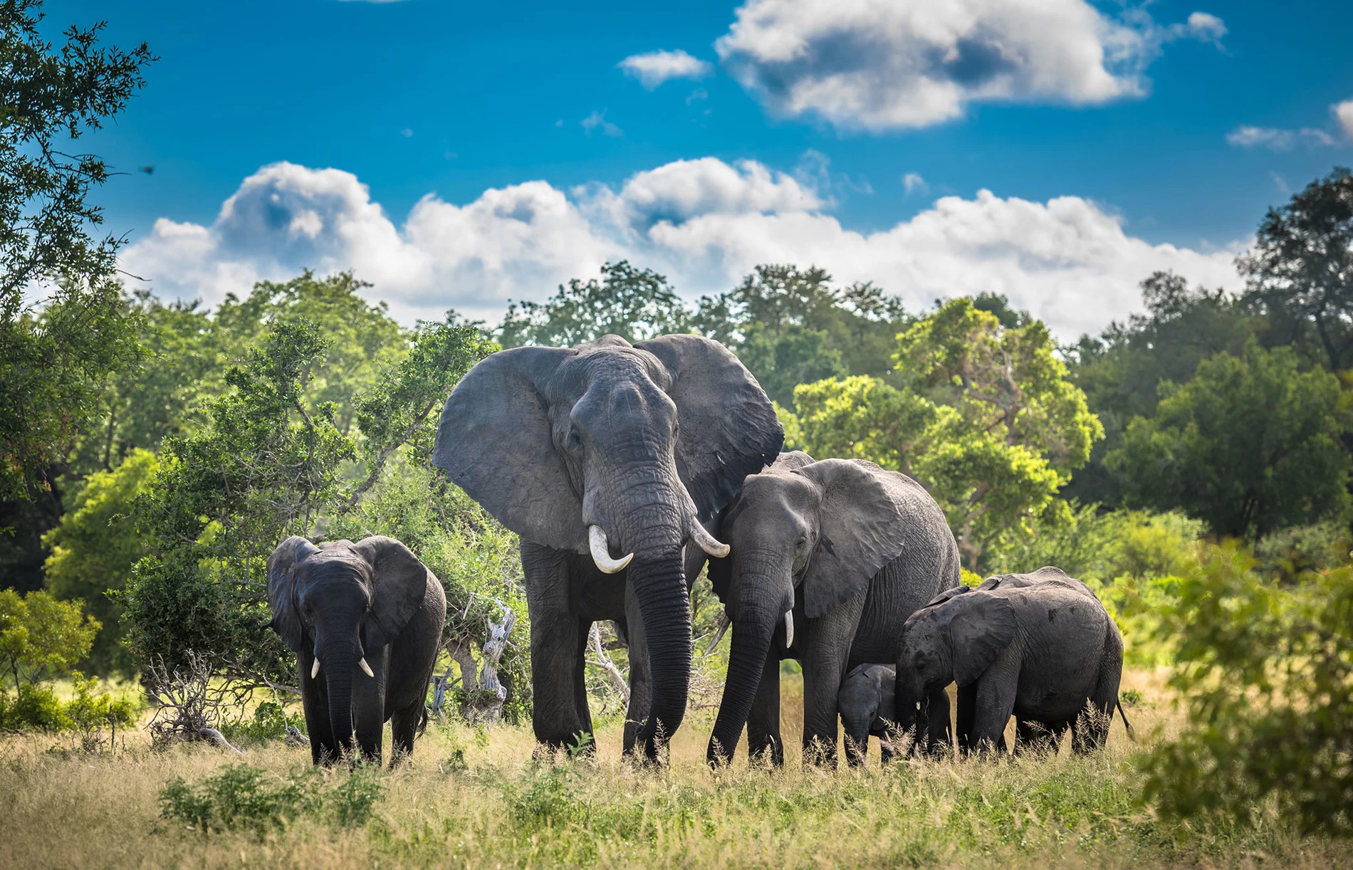 Parco Nazionale Kruger in Sud Africa