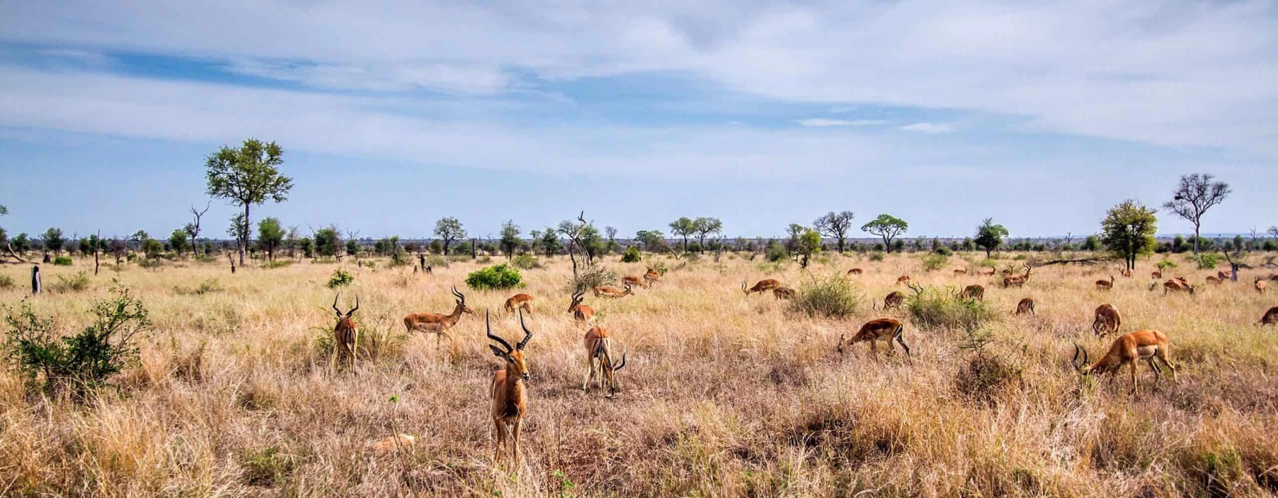 Kruger National Park