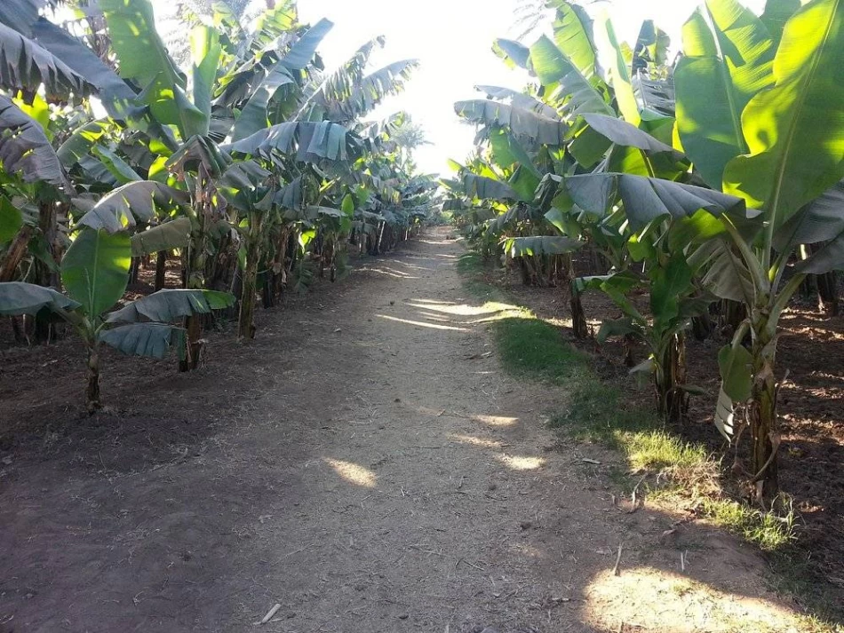 Banana Island in Luxor Day Tour