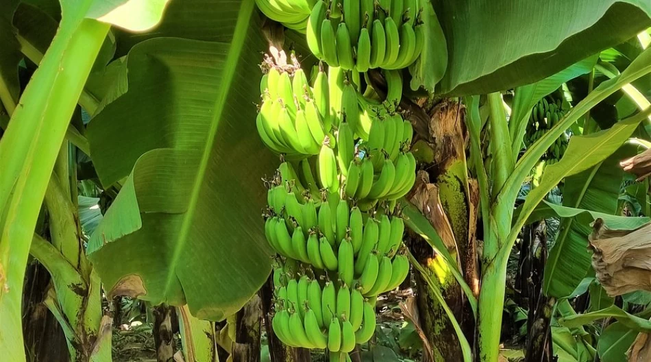 Banana Island: A Top Luxor Attraction