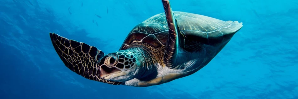 Discover the Hidden Gems of Dahab, Egypt