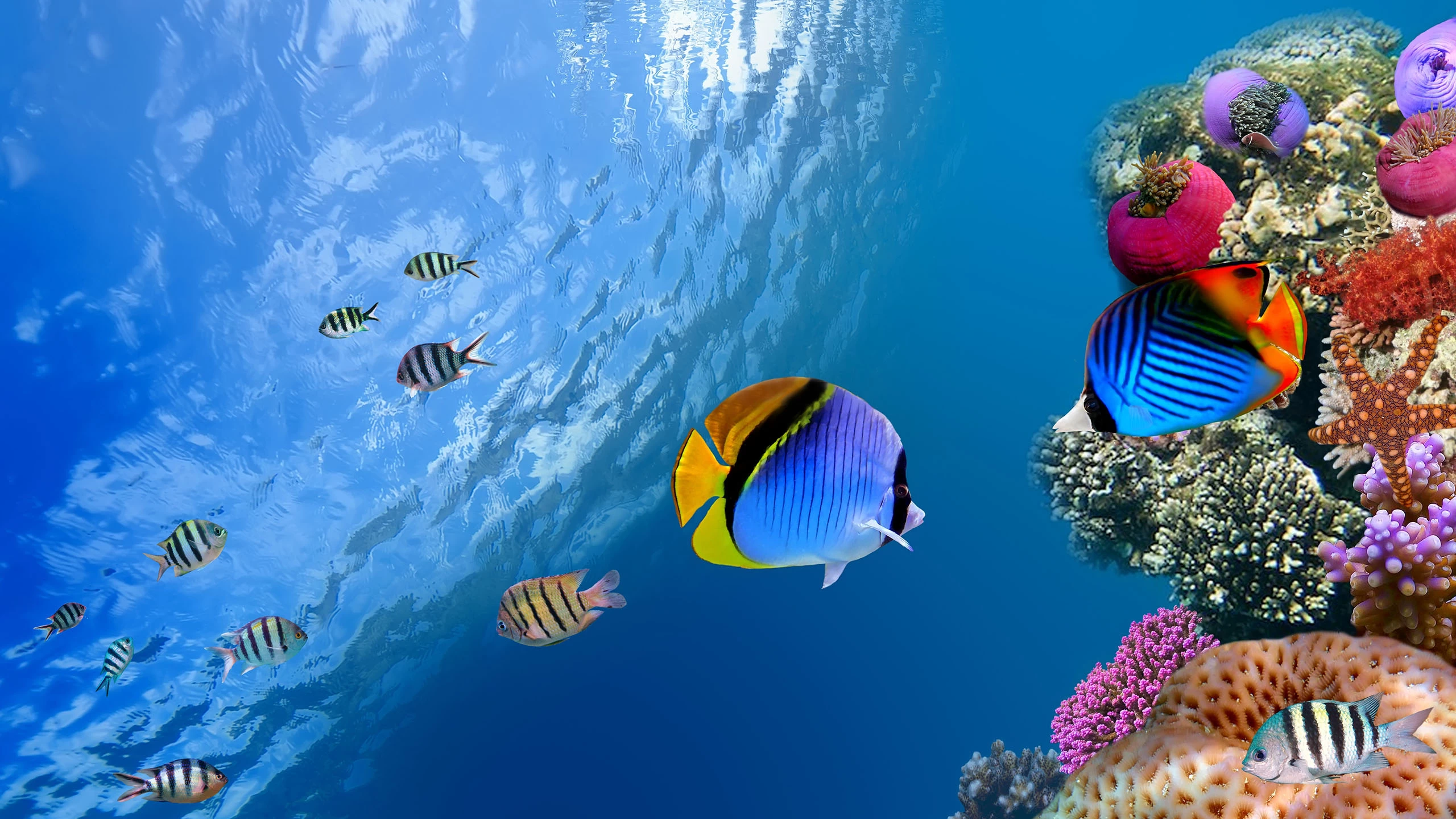 explore the underwater of hurghada during Hurghada excursions