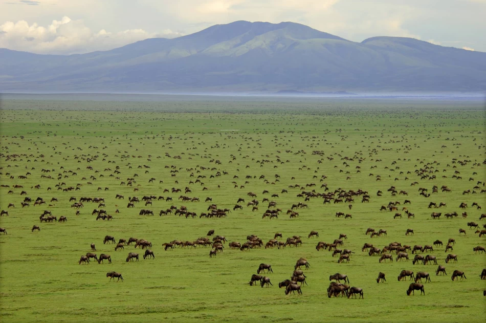 Cose da fare in Africa nel Parco Nazionale del Serengeti