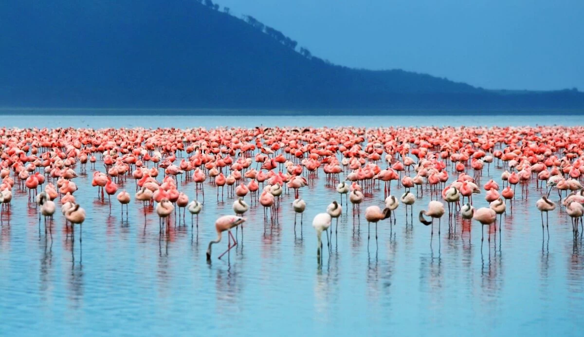 Esplora il Parco Nazionale del Lago Nakuru con i tour in Africa
