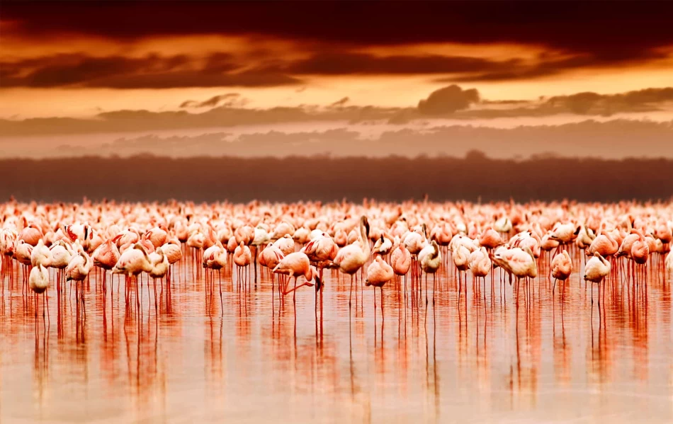 Visita il Parco Nazionale del Lago Nakuru attraverso i safari africani