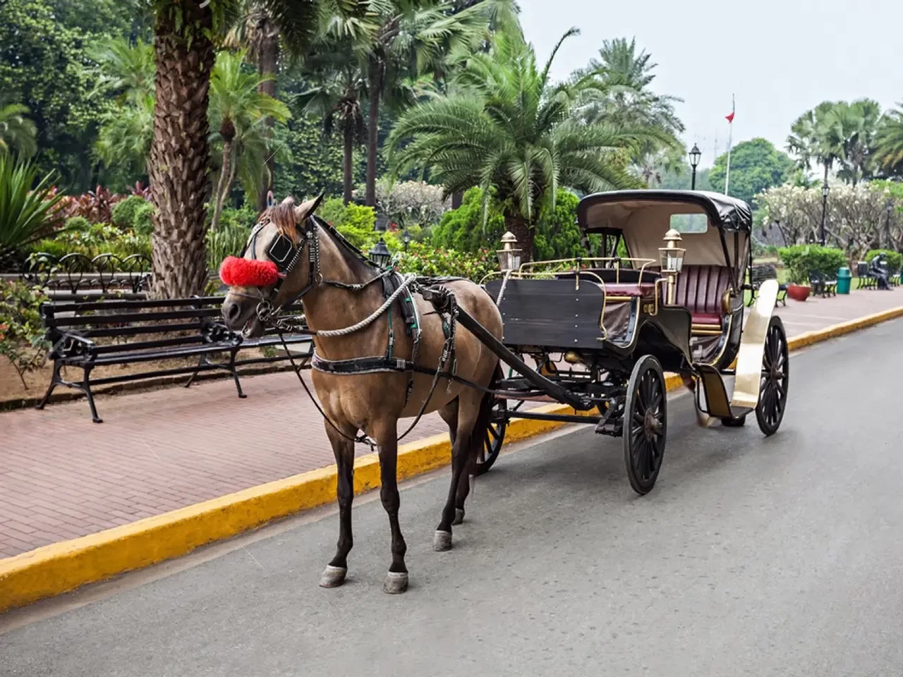 Traditional horse carriage used for sightseeing in Luxor
