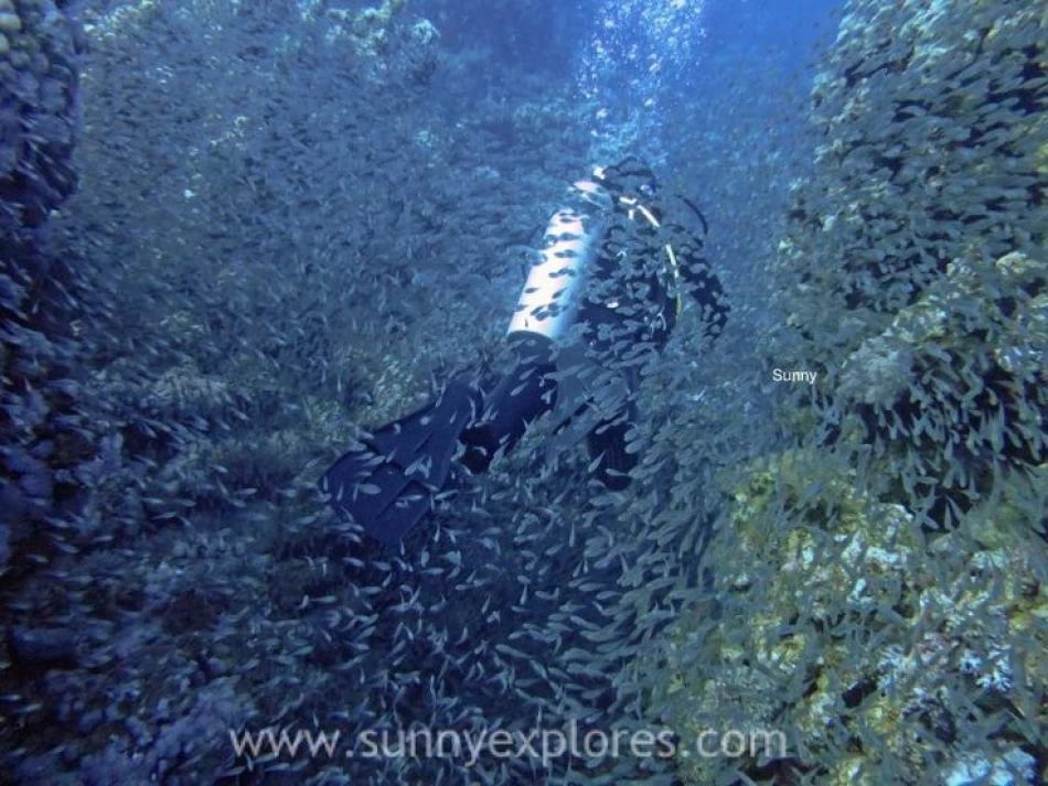 A Dive into the Red Sea's Rich Marine Life