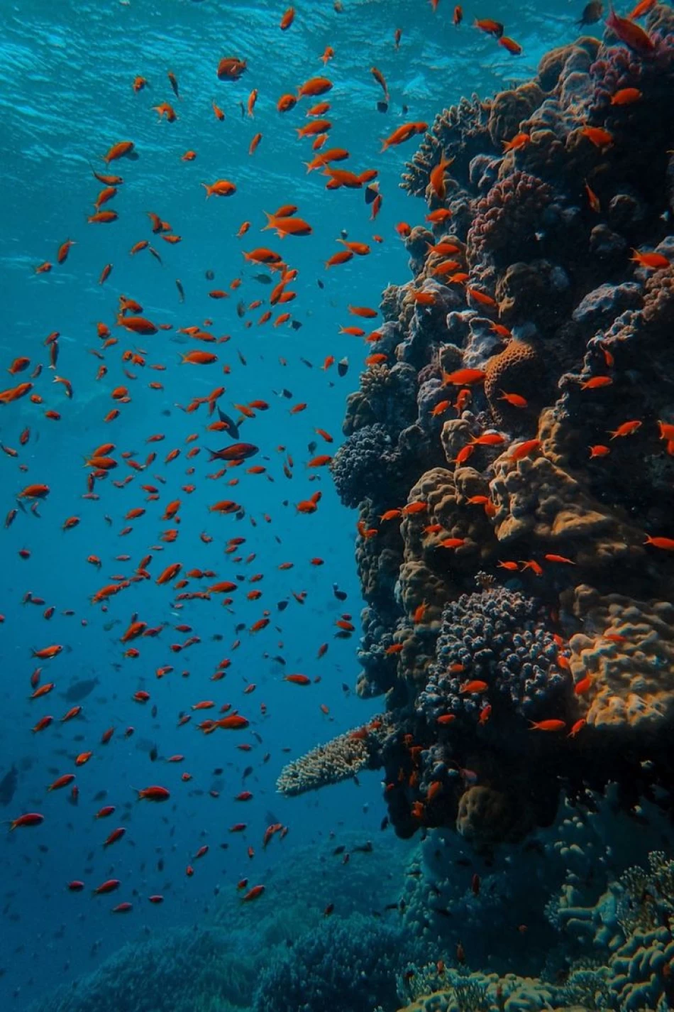 Snorkeling Adventure at Ras Mohamed National Park