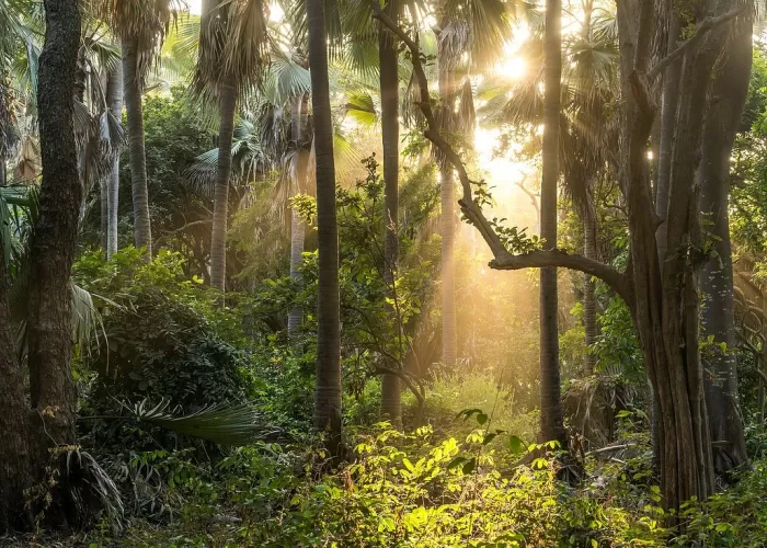 see the jungle of Africa with Africa trips