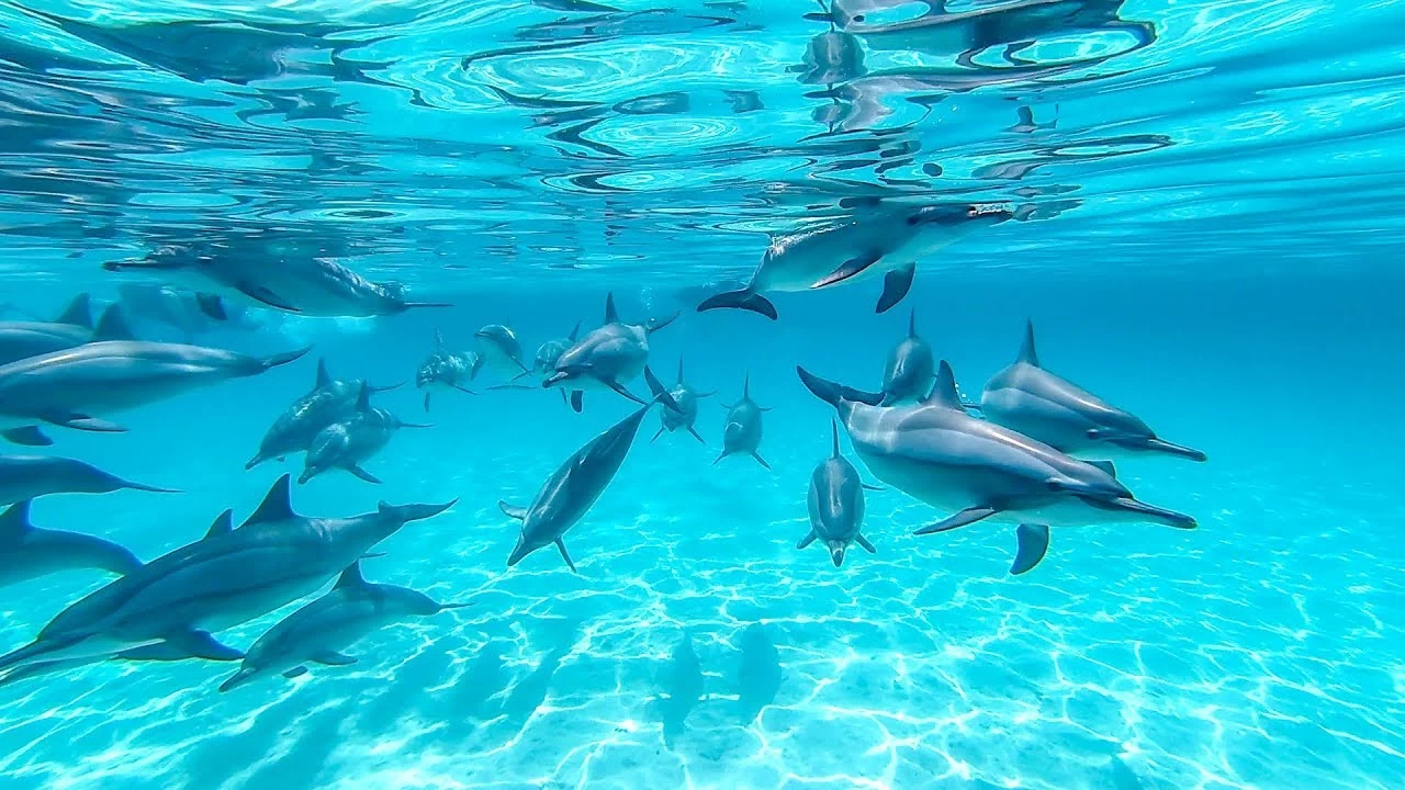 Le migliori escursioni a Marsa Alam: Tour di un giorno alla Sataya Dolphin House
