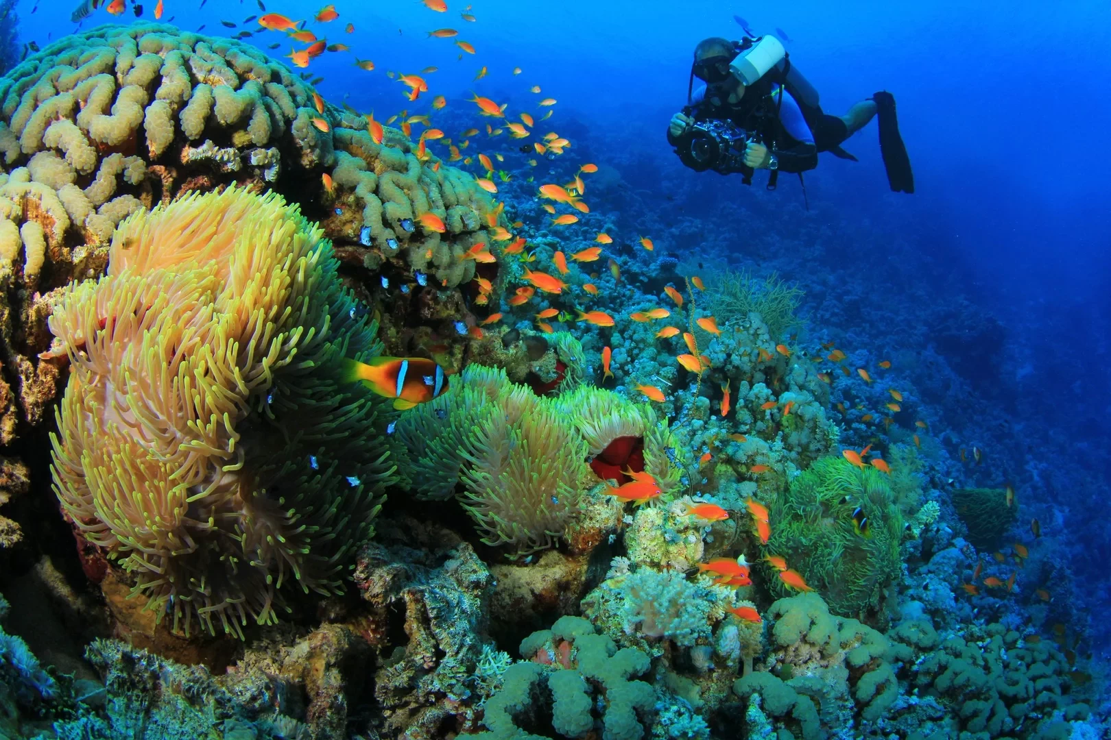 Escursioni a Marsa Alam: Tour giornaliero di immersioni subacquee