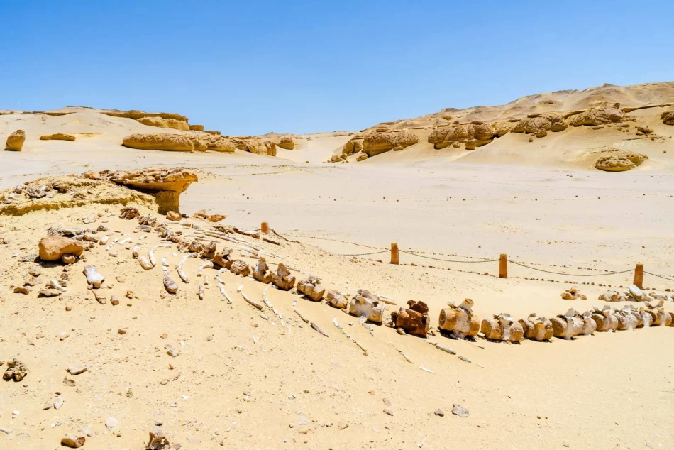 best Fayoum day tours