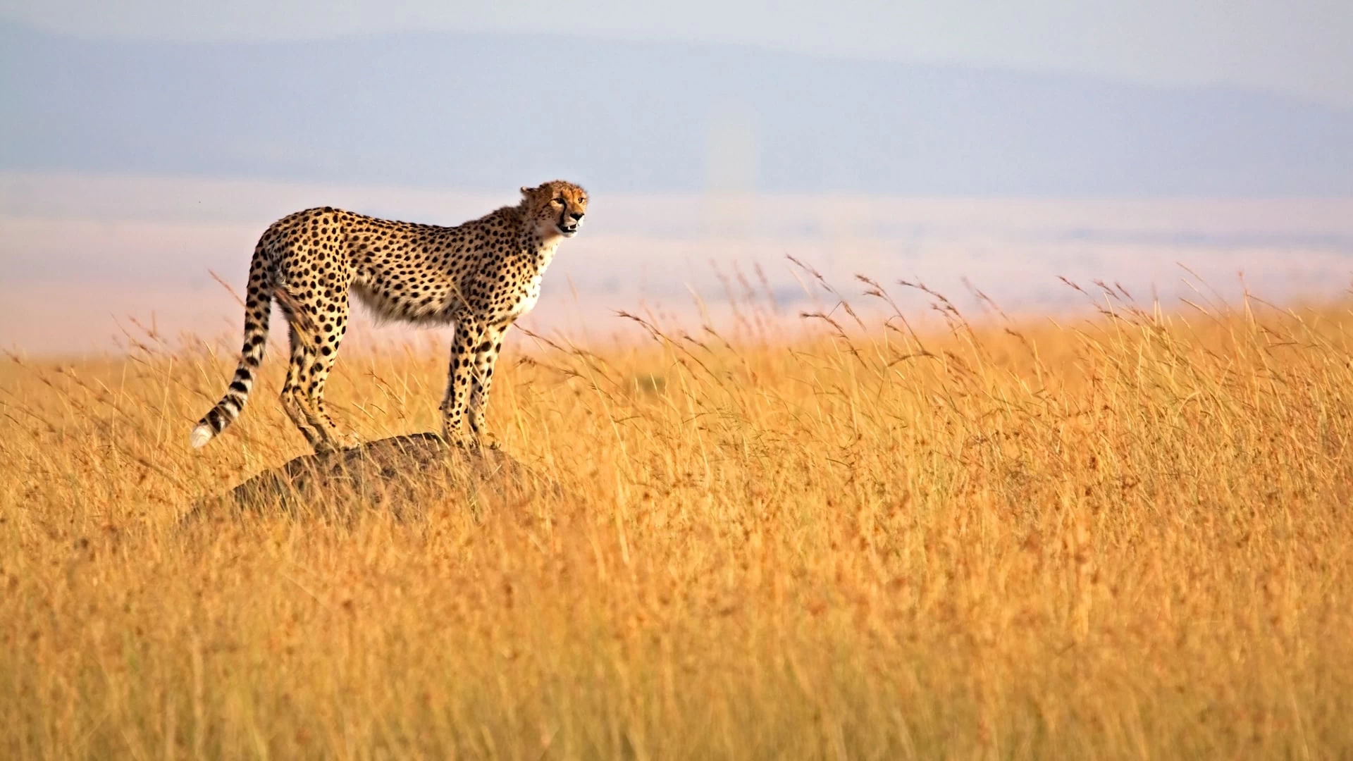 7 giorni / 6 notti un'avventura indimenticabile in Kenya | Viaggi di lusso in Africa