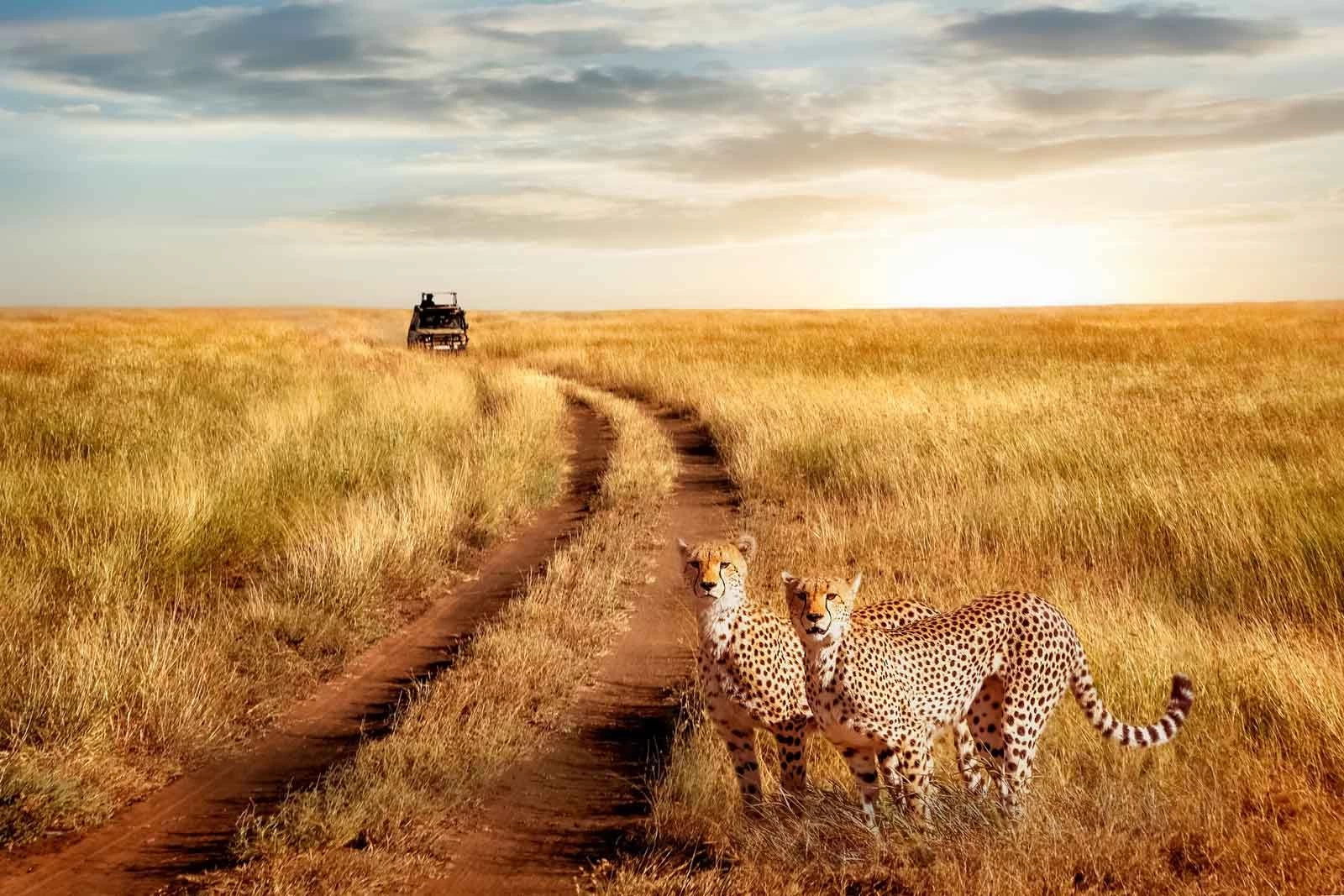 11 giorni / 10 notti Safari in Tanzania | Viaggi di lusso in Africa