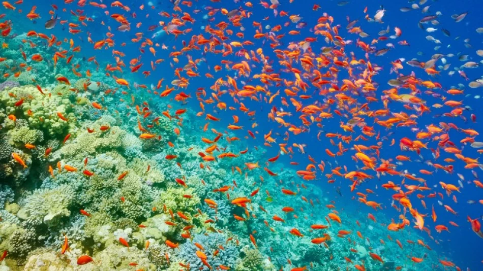 Swim with the fishes