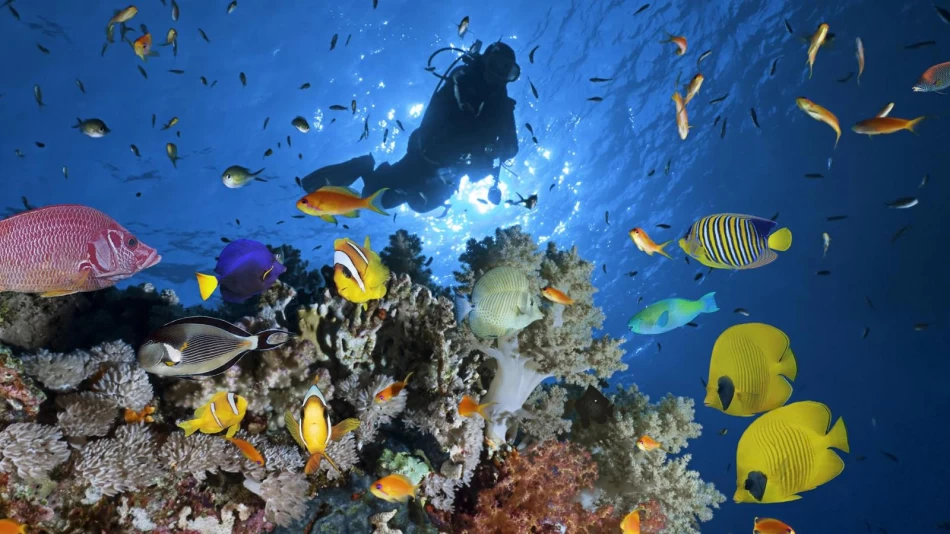 Swim with the fishes
