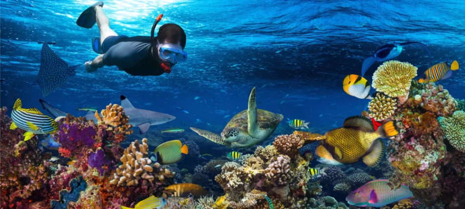 Snorkeling among the Red Sea